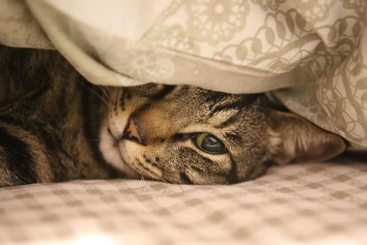 家電カテゴリの記事「猫の臭い対策に効く空気清浄機おすすめ4選｜トイレ臭・猫砂の粉塵・抜け毛をまとめて解決」のイメージ画像