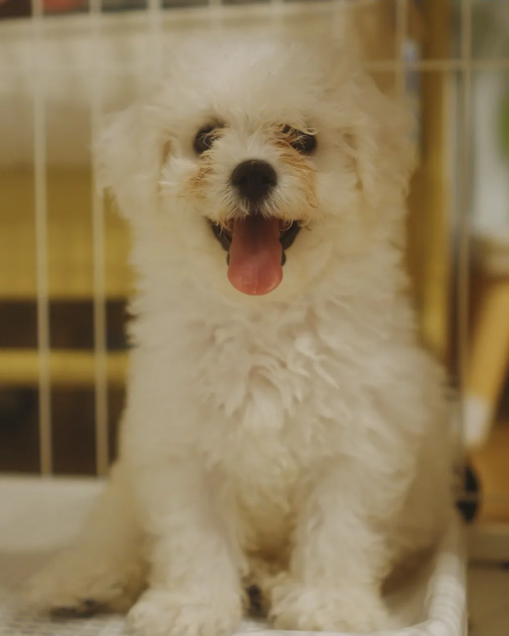 ケージの中で正面を向いているビションフリーゼの子犬「あめ」の全身
