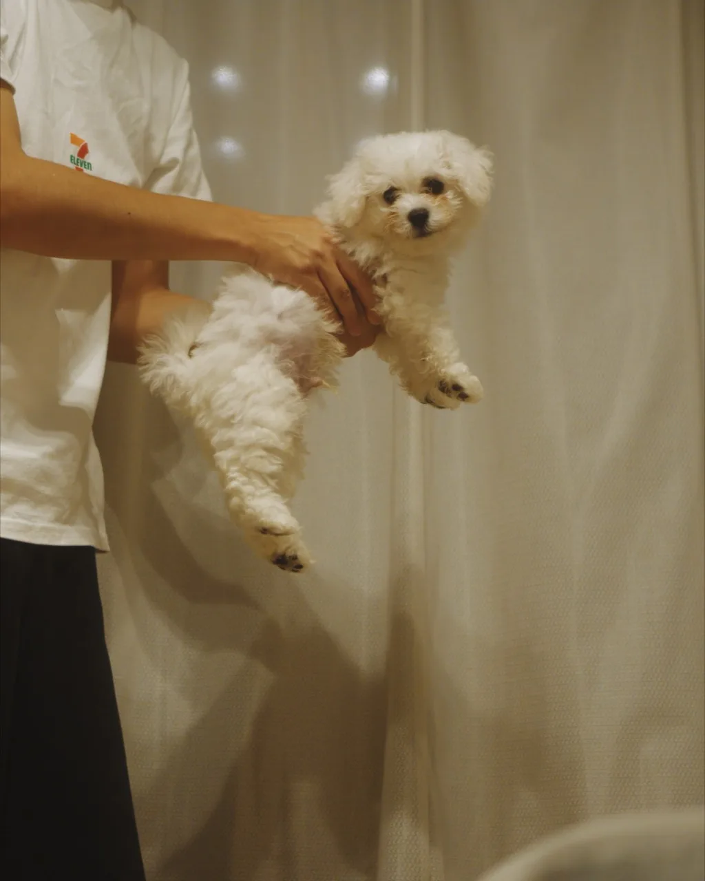 抱っこされているビションフリーゼの子犬「あめ」