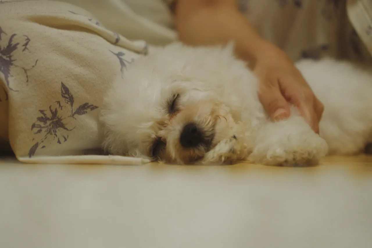 犬・ペットカテゴリの記事「生後3か月のビションフリーゼを迎えた最初の10日間｜あめのトイレ・夜泣き・涙やけ記録」のイメージ画像